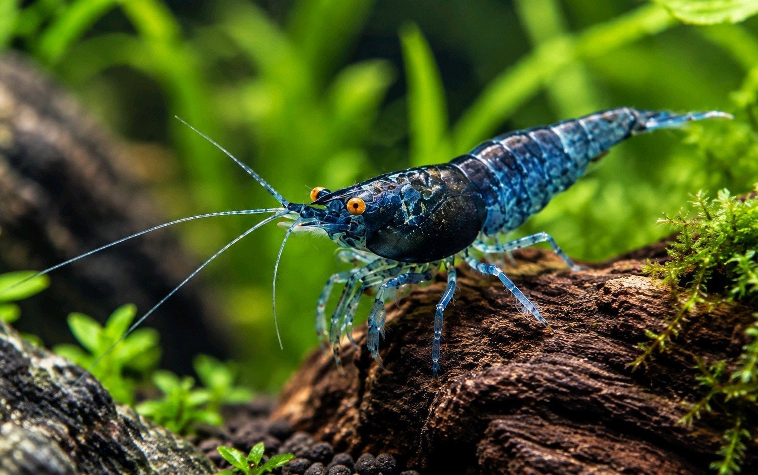 Speciaal! Blue Dream neocaridina (OE) orange eyes., Kreeft, Krab of Garnaal