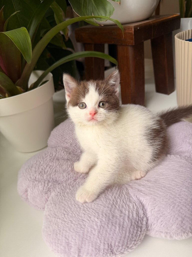 Brits Korthaar, Poes, Gechipt, 0 tot 2 jaar