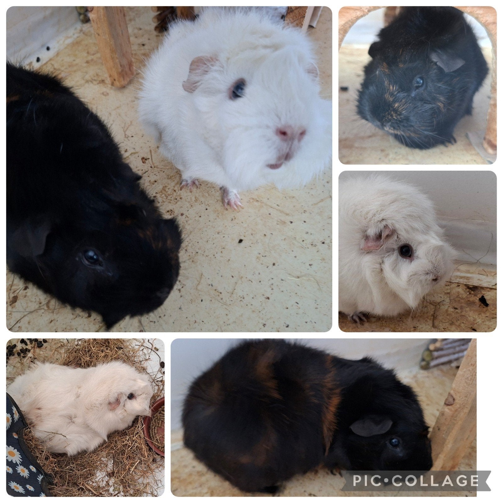 2 cavia's zoeken een nieuw huis, ze mogen gratis weg, Dieren en Toebehoren, Meerdere dieren, 0 tot 2 jaar