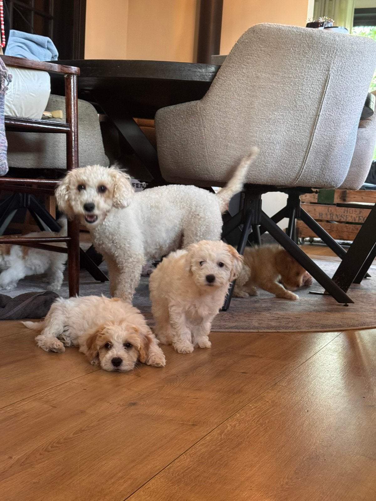 Labradoodle pups mini, Dieren en Toebehoren, 8 tot 15 weken, Meerdere, Meerdere dieren, Klein