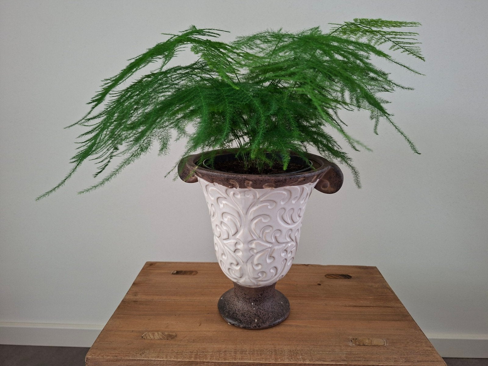 Asparagus Setaceus plant incl. bloempot., Ophalen, Halfschaduw, Minder dan 100 cm