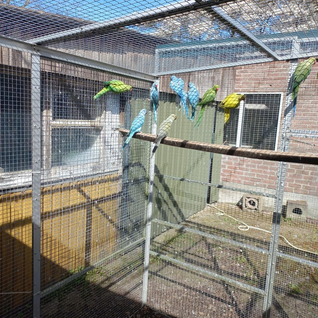 Te koop  halsband parkieten 24 en 25, Meerdere dieren, Parkiet