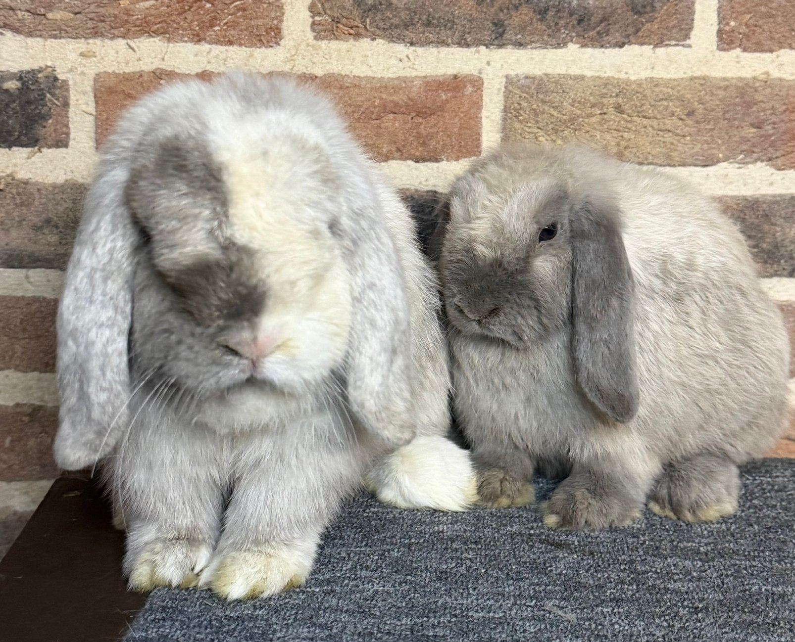 Super knap gecastreerd en gevaccineerd Minilop koppel, Dieren en Toebehoren, Meerdere dieren, Dwerg, Hangoor, 0 tot 2 jaar