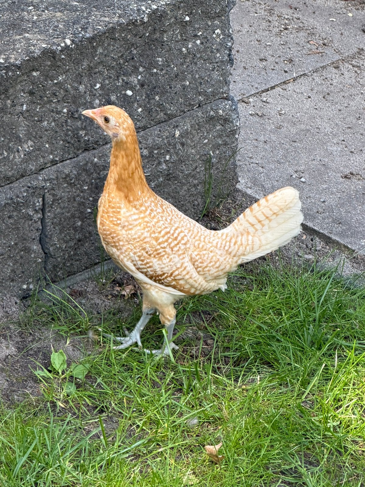 Drentse kriel hennen diverse kleuren, Dieren en Toebehoren, Pluimvee, Vrouwelijk, Kip