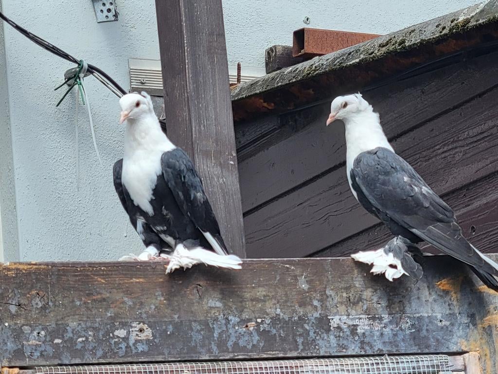 Koppel irakkse Duiven, Meerdere dieren, Overige soorten
