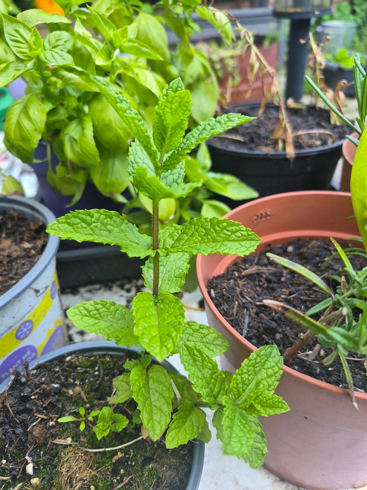 Verse Muntplant voor Thee of Gerechten, Ophalen, Vaste plant, Halfschaduw, Kruiden