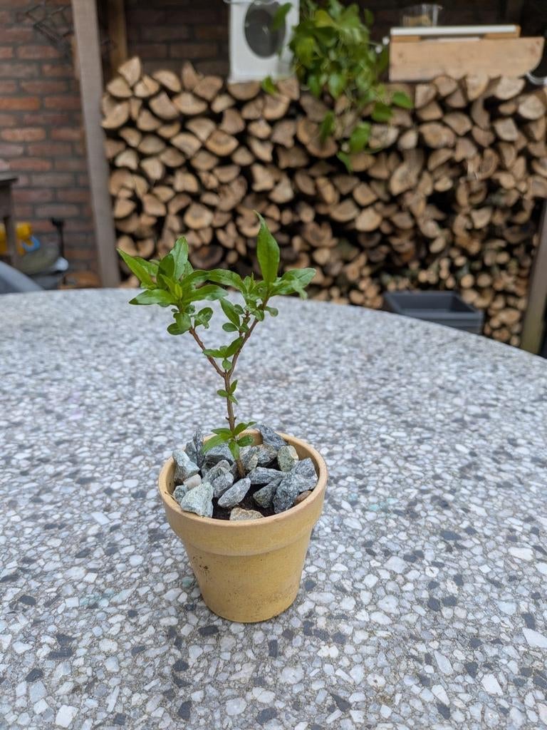 Bonsaistek, granaatappel. Punica Granatum., Ophalen, Overige soorten, Volle zon