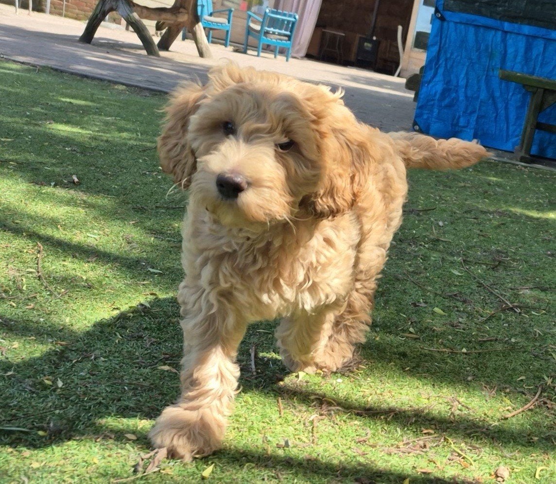 Yellow is een labradoodle teefje pup, Parvo, Nederland, Overige rassen, 8 tot 15 weken