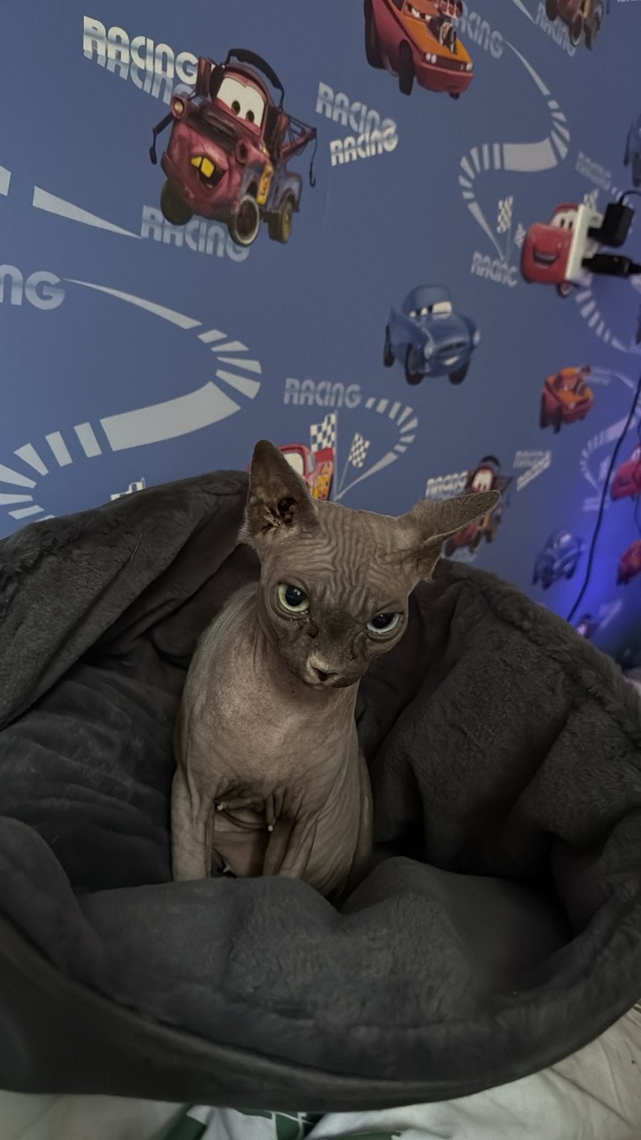 Sphynx poes, Dieren en Toebehoren, Poes, Kortharig, 3 tot 5 jaar