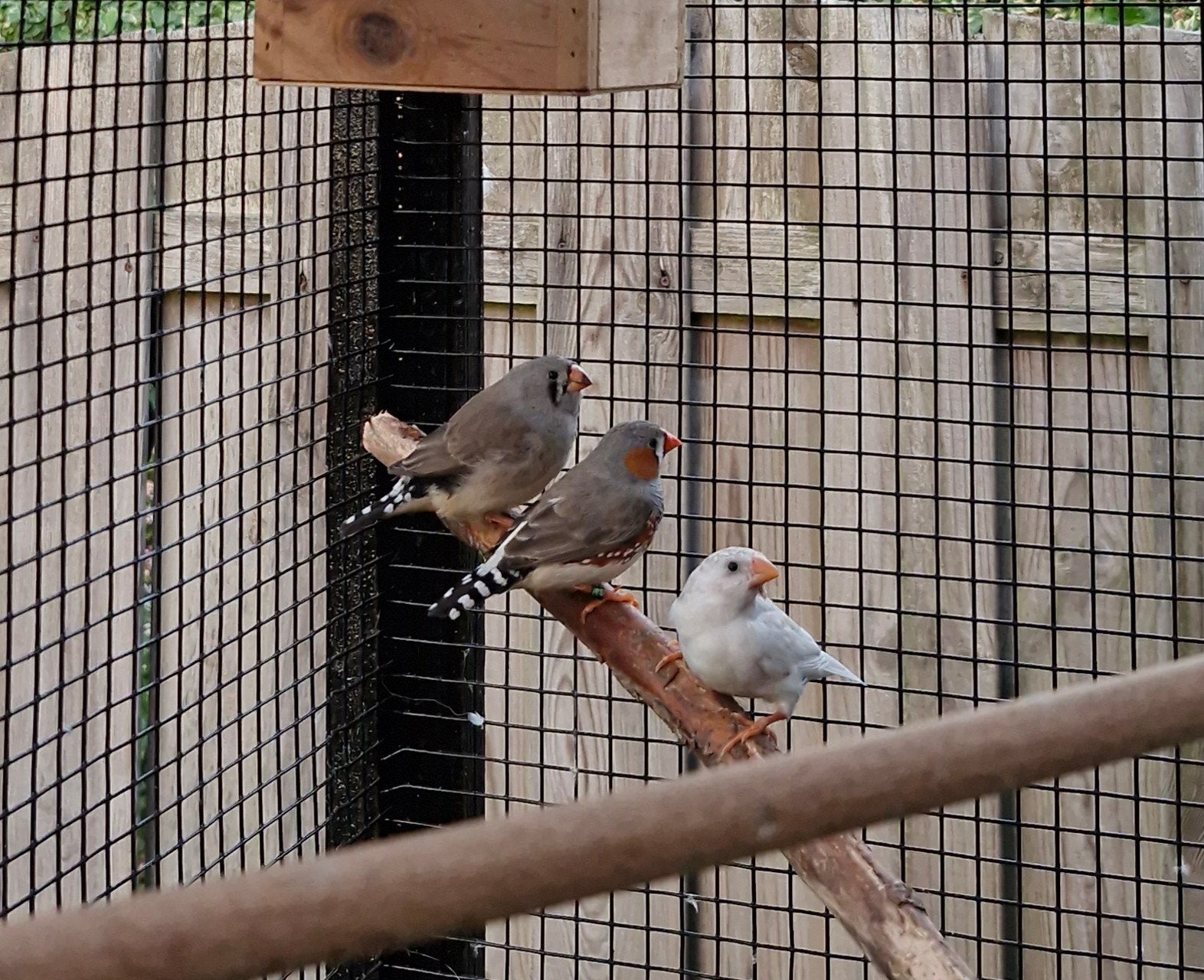 zebravink koppel, Meerdere dieren