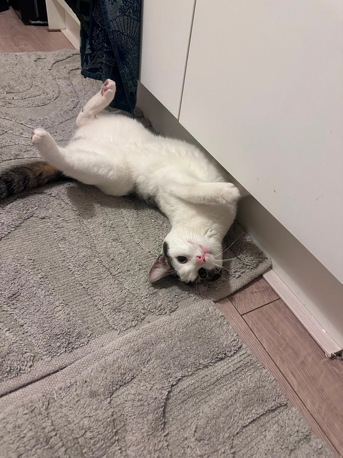 Europese korthaar kat, Kater