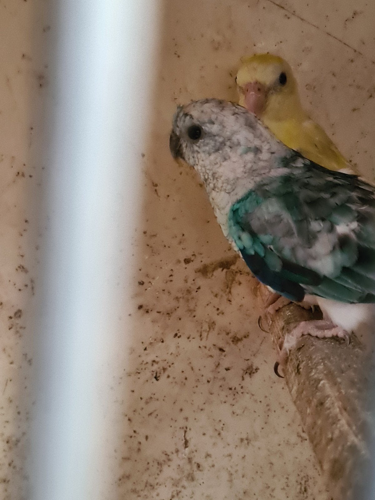 Koppel roodruggen, Meerdere dieren, Parkiet, Geringd