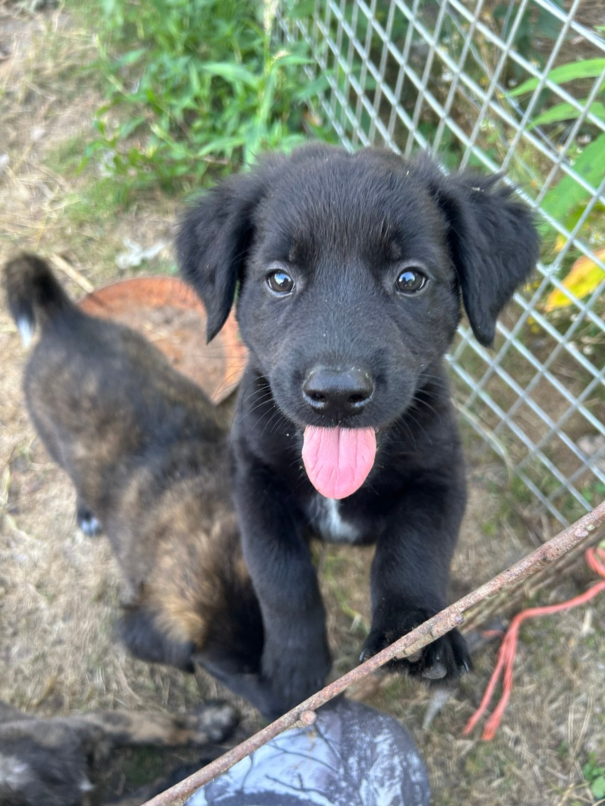 Hollandse Herder x Friese stabij pups, Parvo, Overige rassen, 8 tot 15 weken, Meerdere