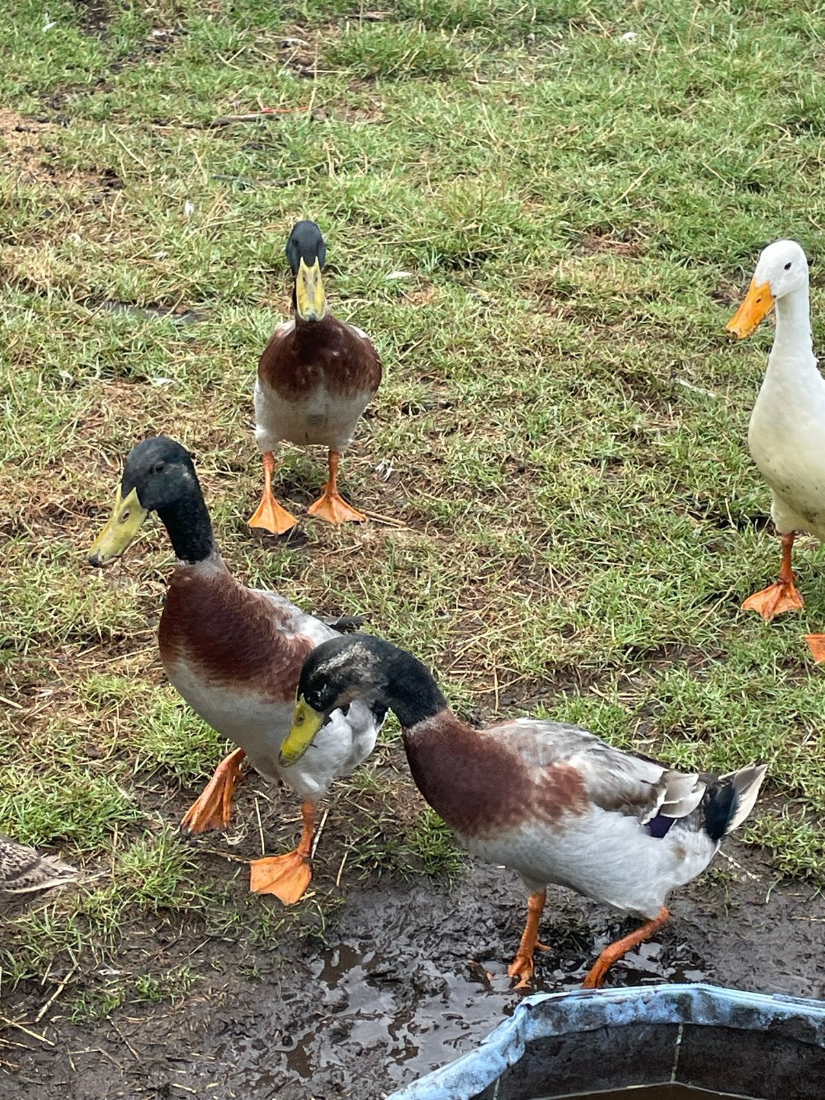 3 mannelijke loopeenden, Dieren en Toebehoren, Pluimvee, Mannelijk, Eend