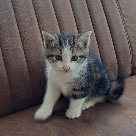 Lieve kittens te koop, Dieren en Toebehoren, Katten en Kittens | Overige Katten, Meerdere dieren, 0 tot 2 jaar
