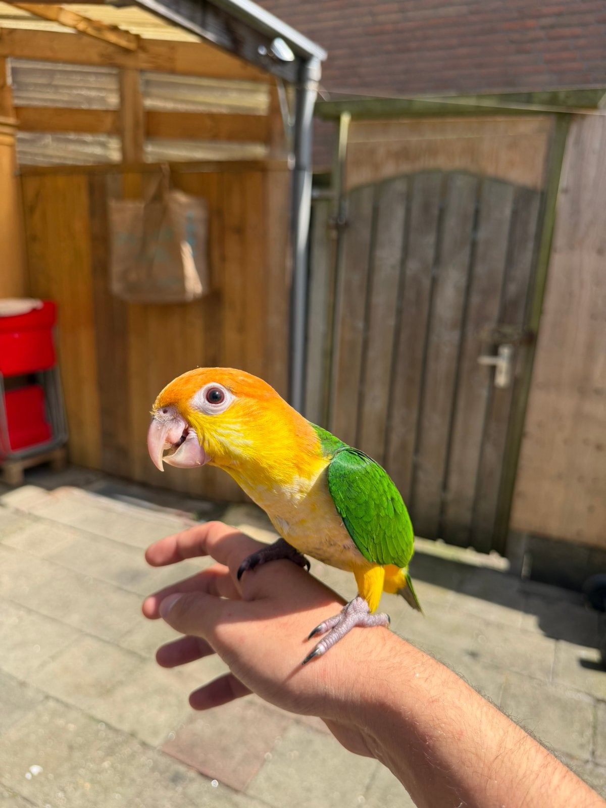 Jonge handtamme roestkop caique net zelfstandig, Geslacht onbekend, Papegaai, Geringd