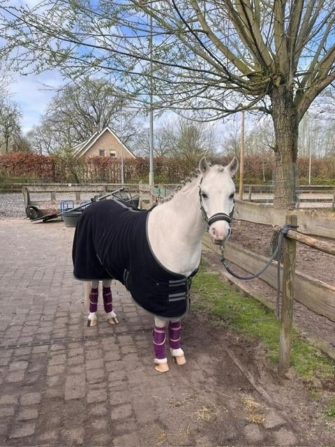 Hele knappe, lieve en leergierige B pony van 10 jaar oud., Dieren en Toebehoren, Pony's, Gechipt, B, Ruin, 7 tot 10 jaar