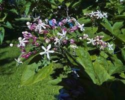 Pindakaasboom Kansenboom Clerodendrum trichotomum Stekken, Overige soorten, Lente, 250 tot 400 cm, Ophalen