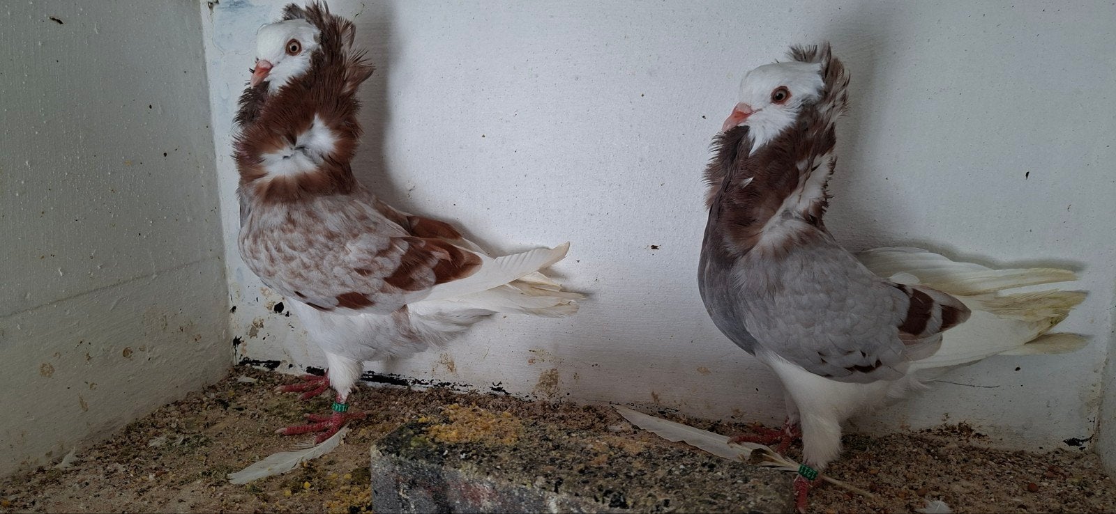te koop sierduiven Oudhollands kapucijnen duiven, Dieren en Toebehoren, Meerdere dieren, Overige soorten