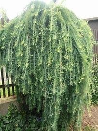 Larix Stiff Weeper 120 cm stam in 7,5 liter pot 2 jarig, Ophalen of Verzenden, Overige soorten, Halfschaduw