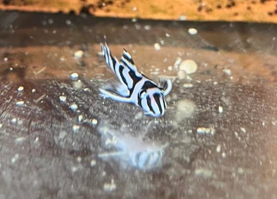 Pleco L046, Dieren en Toebehoren