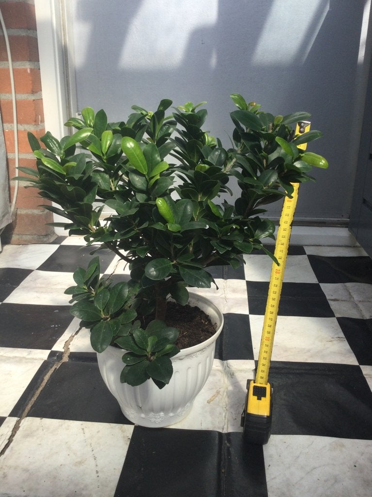 Ficus Bonsai, Huis en Inrichting, Ophalen, Ficus, Halfschaduw, In pot
