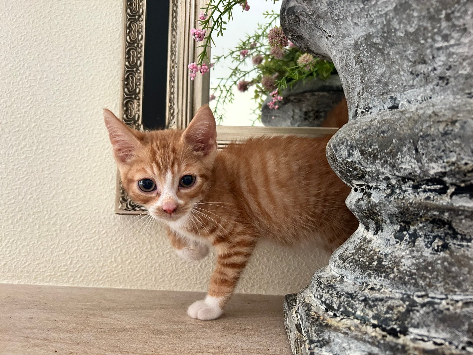 Prachtig rood katertje zoekt een baasje, Dieren en Toebehoren, Kater