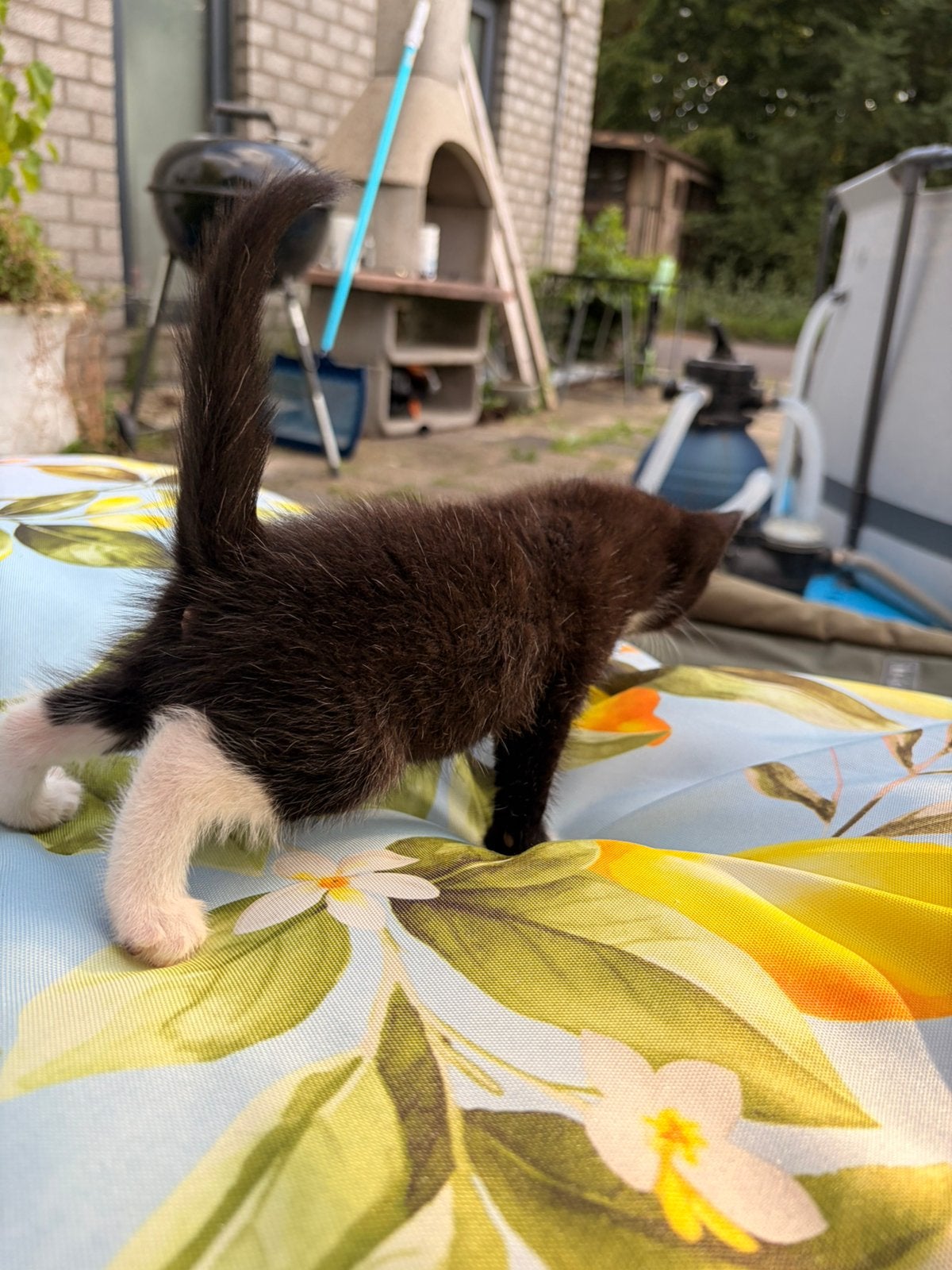 Kittens, Kater, 0 tot 2 jaar