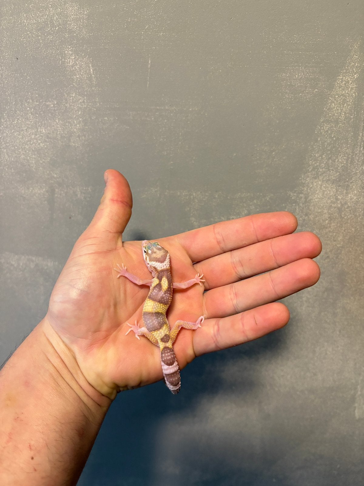 0.1 raptor luipaardgekko, Dieren en Toebehoren, Hagedis, 0 tot 2 jaar