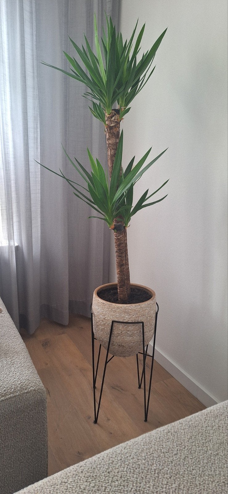 KOOPJE!!!! Grote Yucca plant met pot en standaard., Ophalen, Halfschaduw, In pot, Yucca