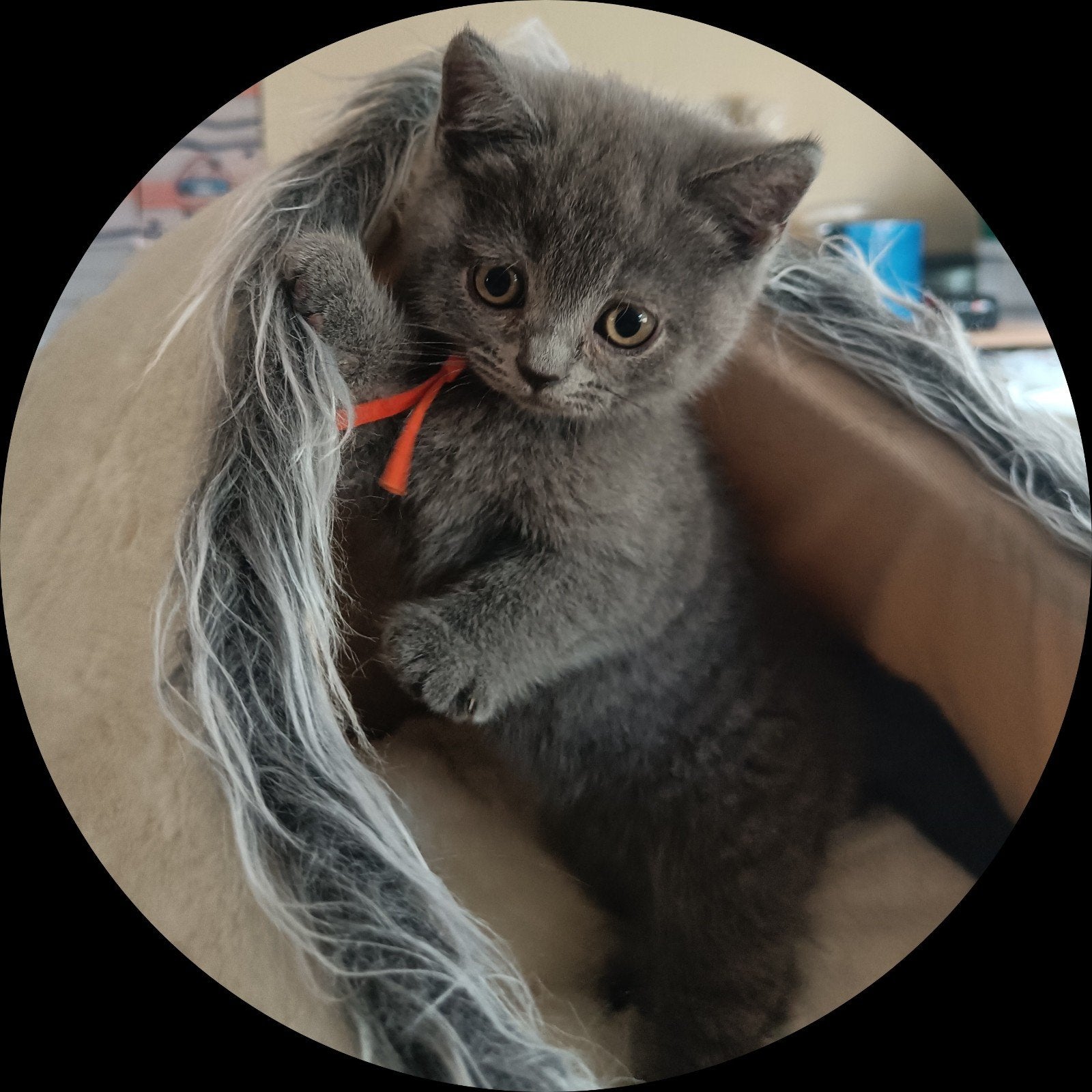 Leuke Britse korthaar kittens, opbrengst voor GOED DOEL, Meerdere dieren, Ontwormd, 0 tot 2 jaar