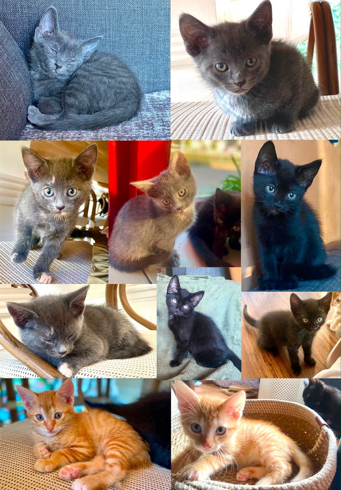Lieve kittens aangeboden, verschillende kleuren, Dieren en Toebehoren, Poes