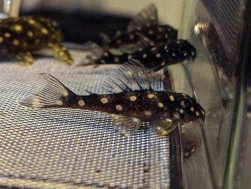 L201, Dieren en Toebehoren, Vis, Zoetwatervis