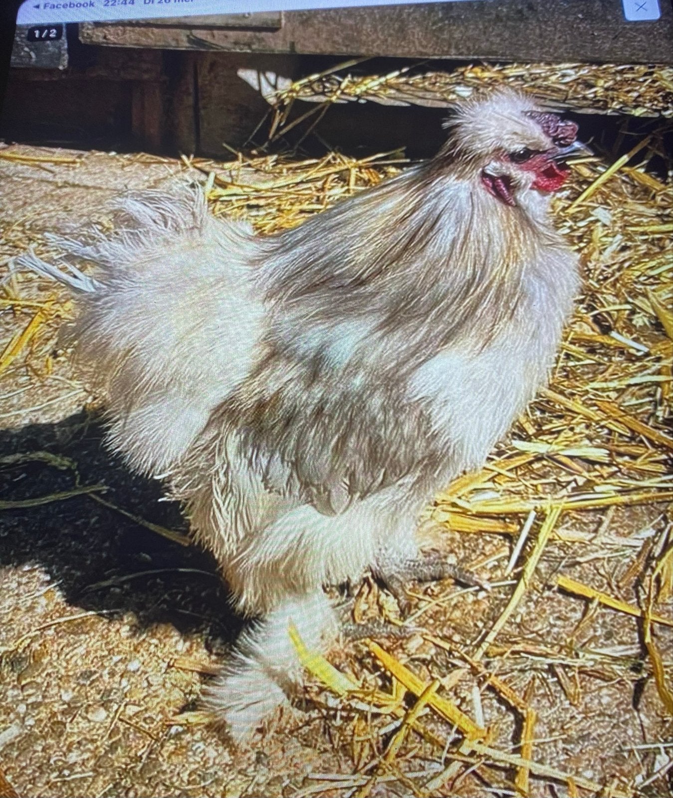 Marley zoekt een thuis en chikies, Dieren en Toebehoren, Mannelijk, Kip