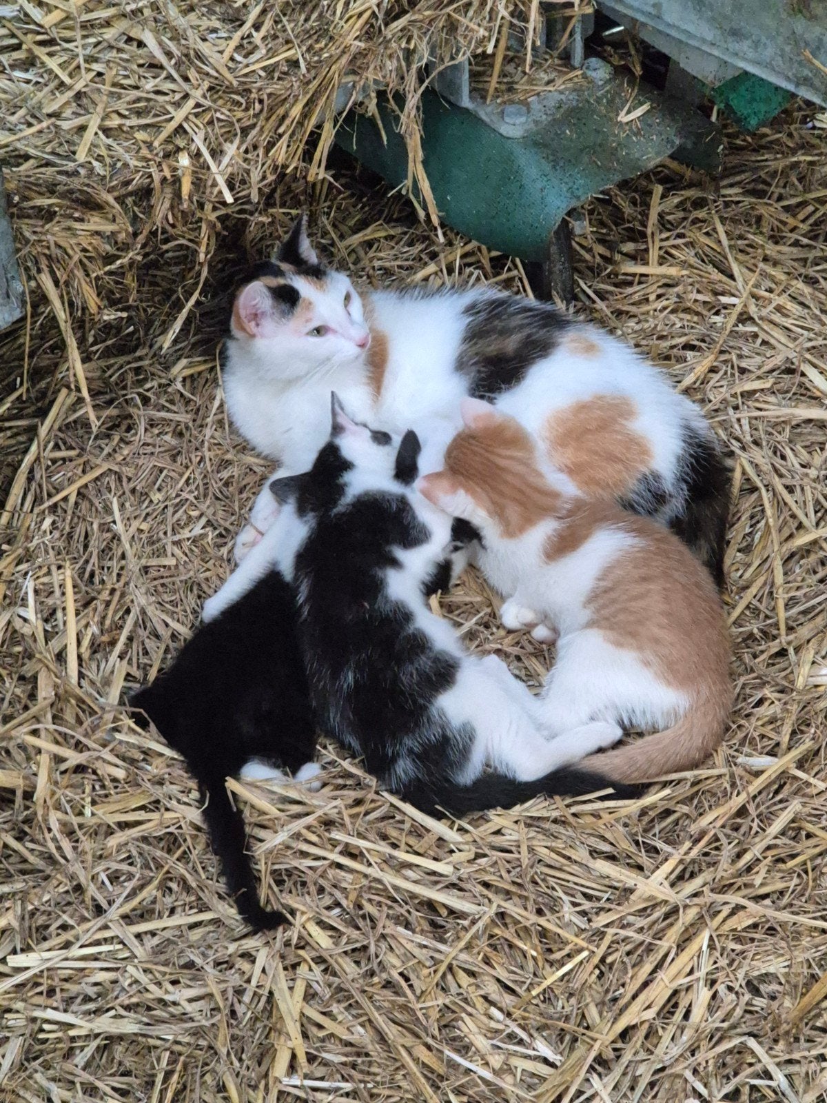 3 lieve kittens zoeken een nieuw huis!, Meerdere dieren