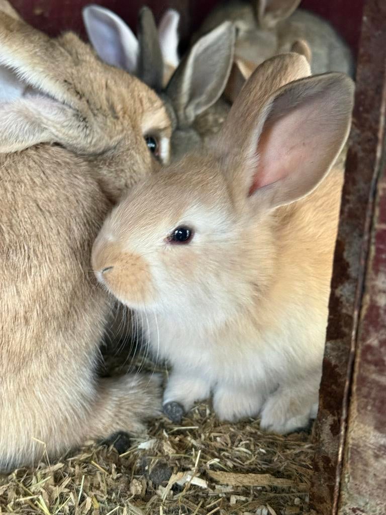 Zeer mooie lieve jonge Duitse Reus  konijnen, Dieren en Toebehoren, Konijnen, Meerdere dieren, Groot