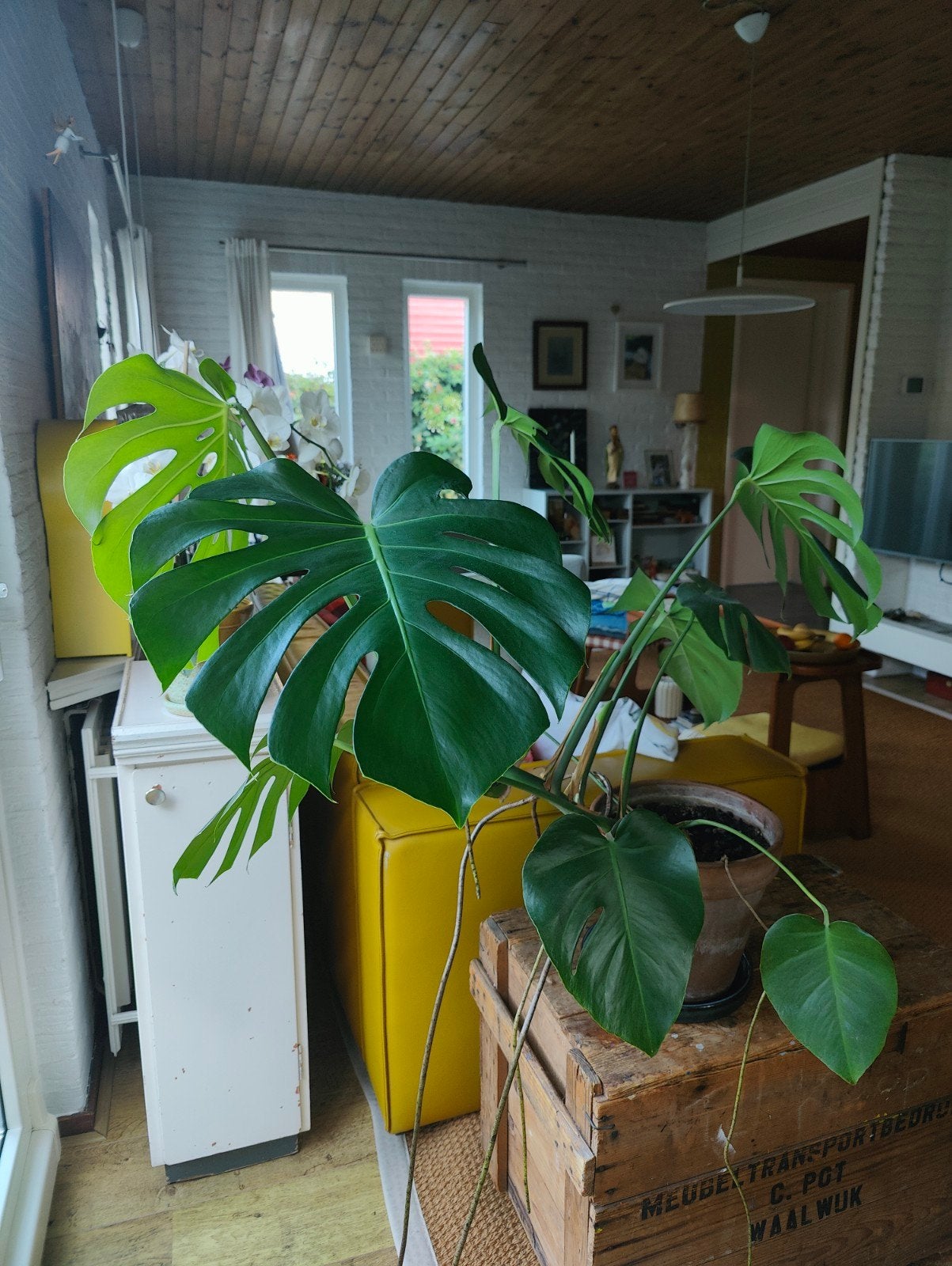Monstera / Gatenplant, Ophalen, Halfschaduw