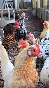 KRIELKIPPEN: Uitzoeken..............................., Dieren en Toebehoren, Pluimvee, Vrouwelijk, Kip