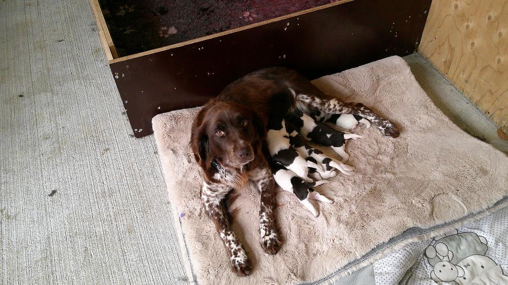 heidewachtel pup, Overige rassen, 8 tot 15 weken, Parvo, Meerdere