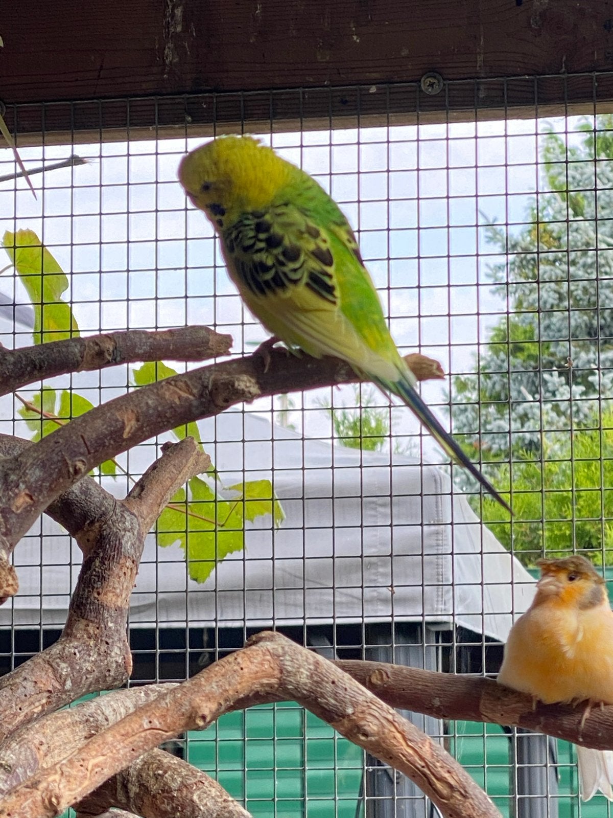 Grasparkieten, Dieren en Toebehoren, Vogels | Parkieten en Papegaaien, Meerdere dieren, Parkiet