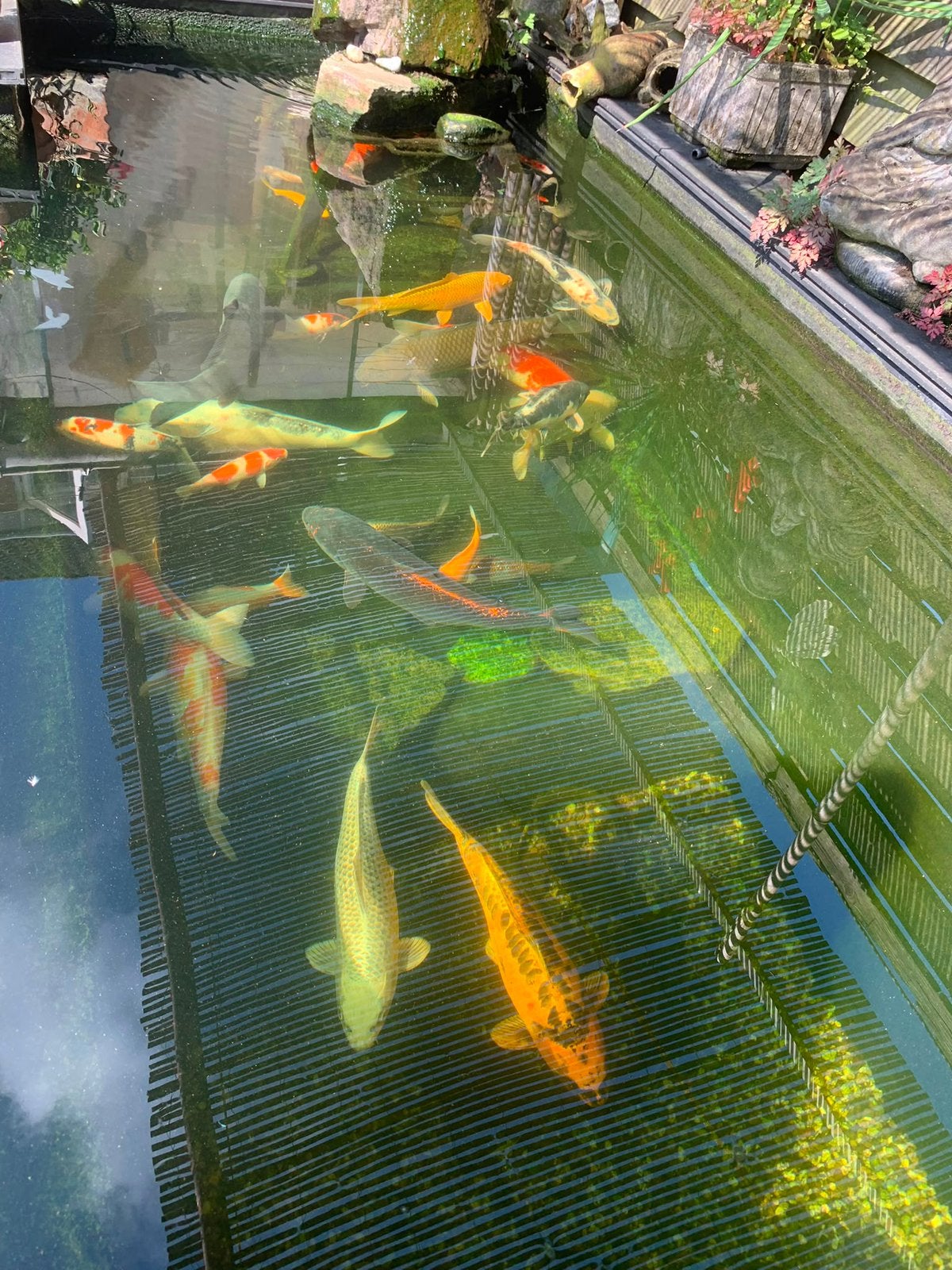 10 prachtige grote kois, van 45-60 cm, Karper of Koi