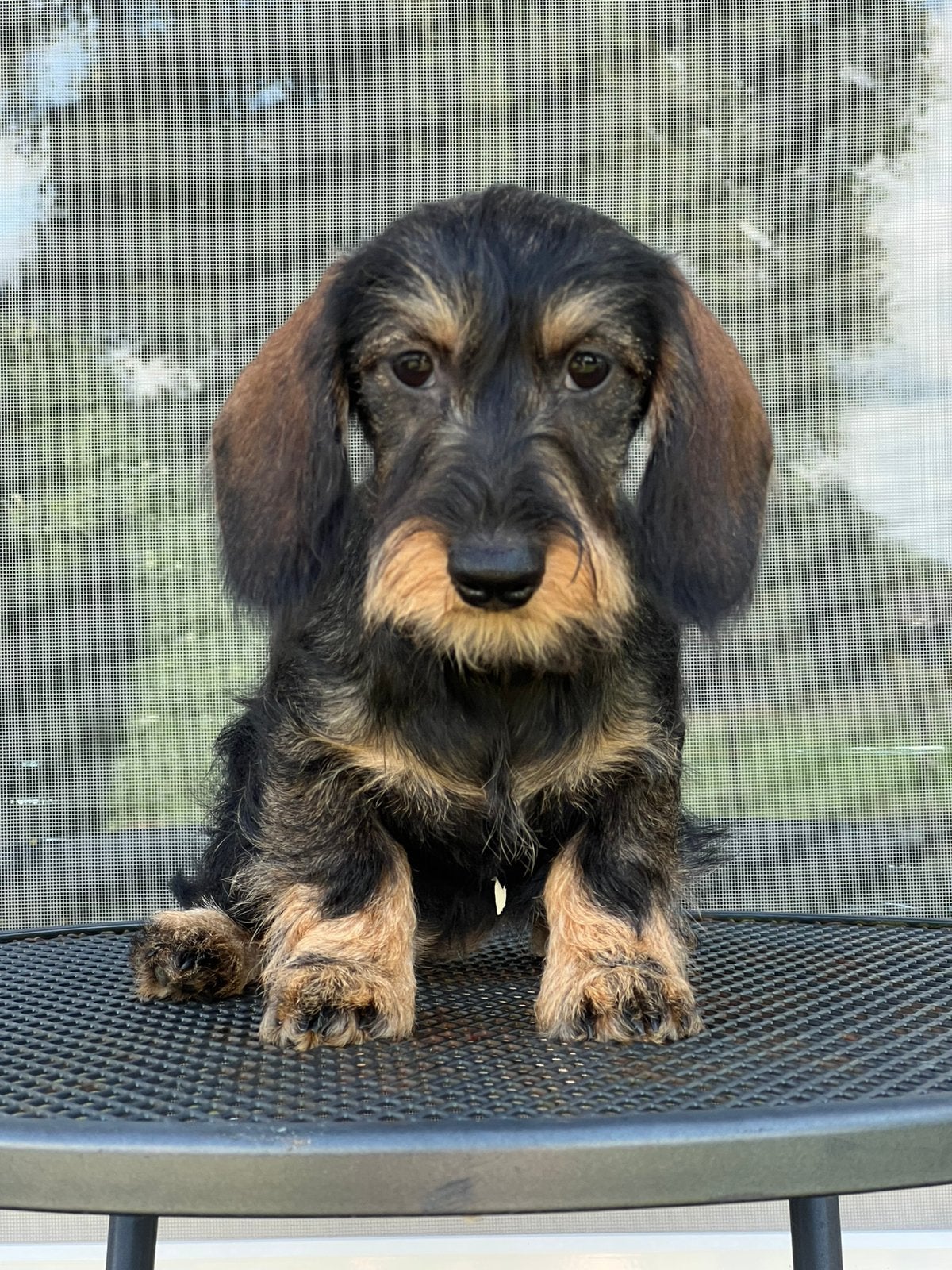 Prachtige Dwerg en Kaninchen ruwhaar teckel pups stamboom, Dieren en Toebehoren, CDV (hondenziekte), 8 tot 15 weken, Dwerg, Meerdere