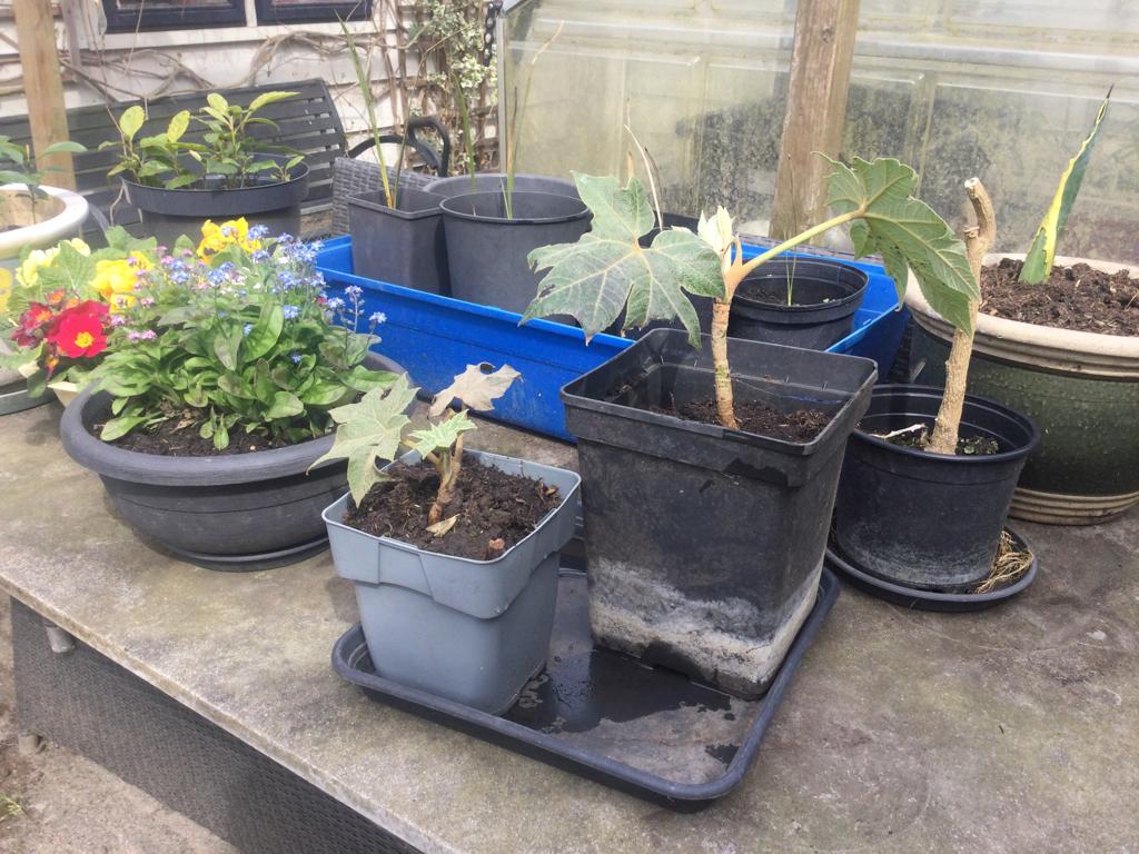Tetrapanax Rijstpapierplant winterhard, enorme bladeren, Ophalen of Verzenden, Overige soorten, Halfschaduw