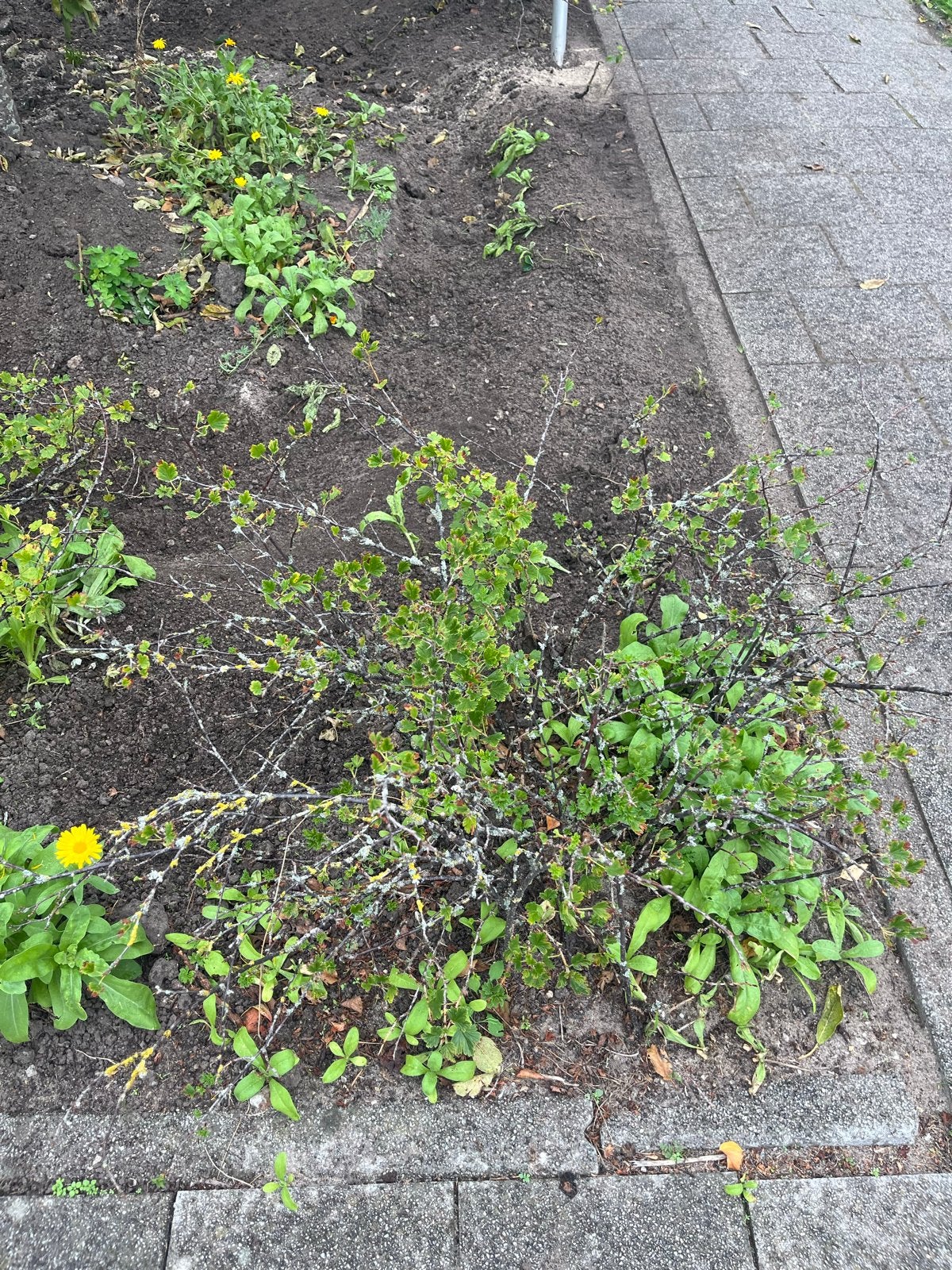 Kruisbes planten - Gezonde struiken voor uw tuin, Ophalen, Volle zon, Vaste plant, Fruitplanten