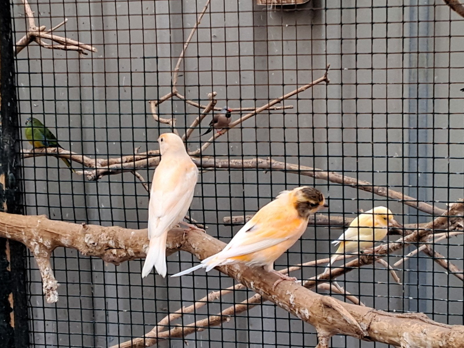 3 jonge oranje bonte kanaries van harlekijn, Dieren en Toebehoren, Meerdere dieren, Geringd
