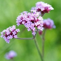 Verbena Bonariensis, Tuin en Terras, Planten | Tuinplanten, Volle zon, Tweejarig, Zomer, Ophalen