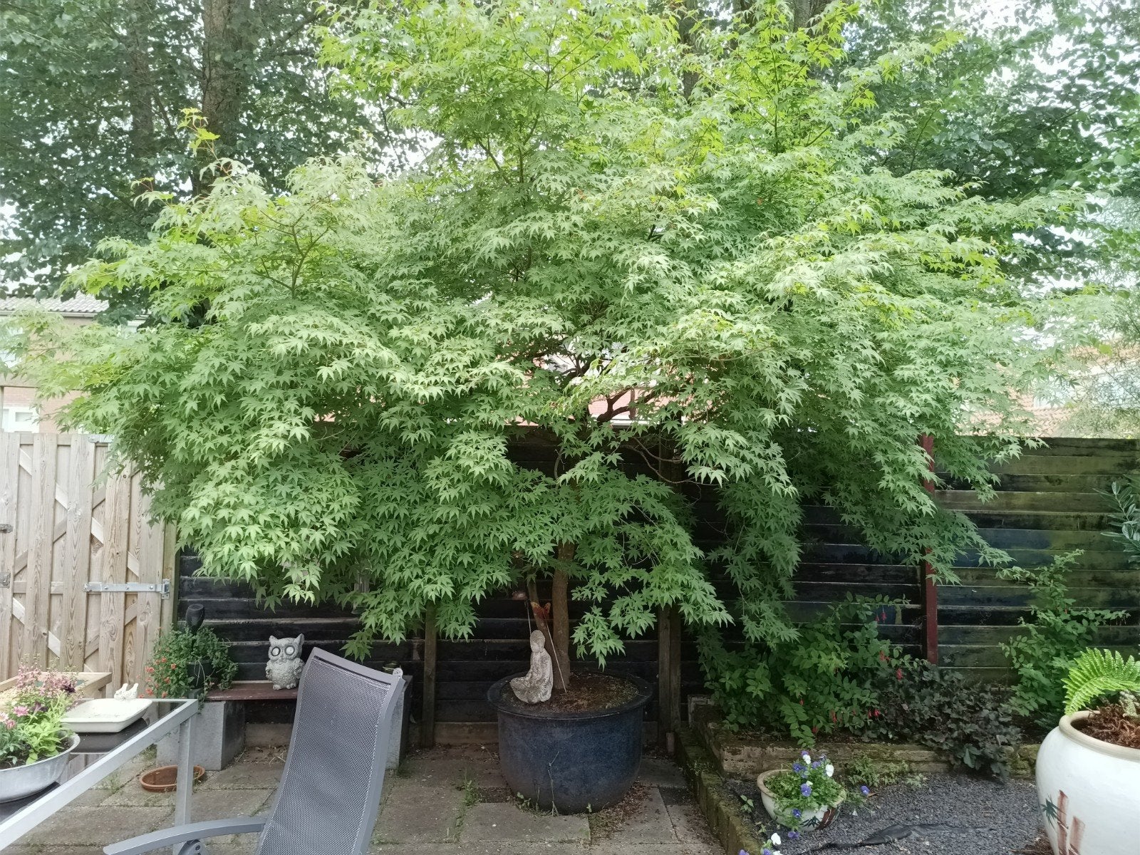 Te koop Acer Palmatum (Sango Kaku) incl. pot, Ophalen, Volle zon, Overige soorten