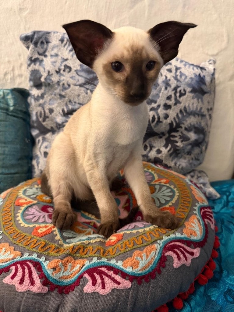 Siamese kittens, Dieren en Toebehoren, Katten en Kittens | Raskatten | Korthaar, Meerdere dieren, 0 tot 2 jaar, Met stamboom, Gechipt