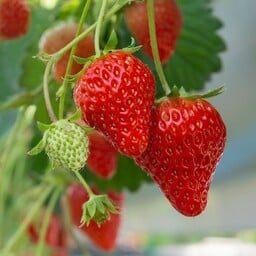 Aardbei - Fragaria anannans white/roze, Tuin en Terras, Planten | Tuinplanten, Ophalen of Verzenden, Overige soorten, Volle zon