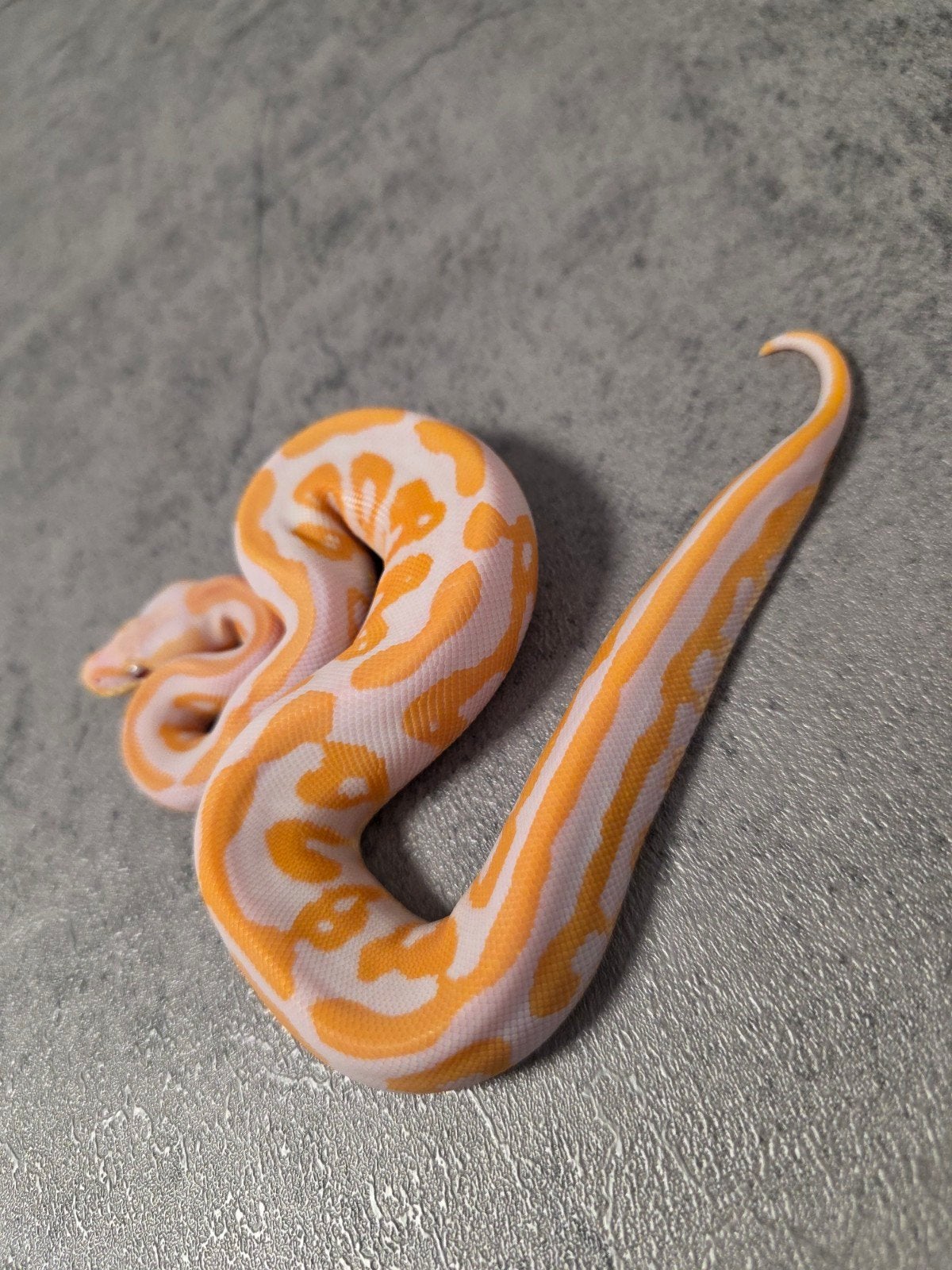 Cinnamon Leopard Lavender Albino 2026 Ball Python - unknown for sale from G.B